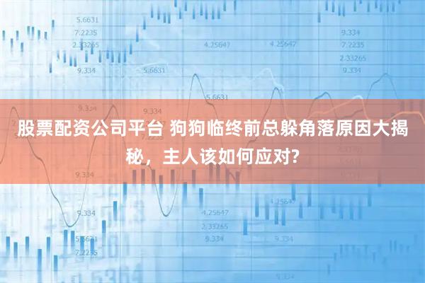 股票配资公司平台 狗狗临终前总躲角落原因大揭秘，主人该如何应对?